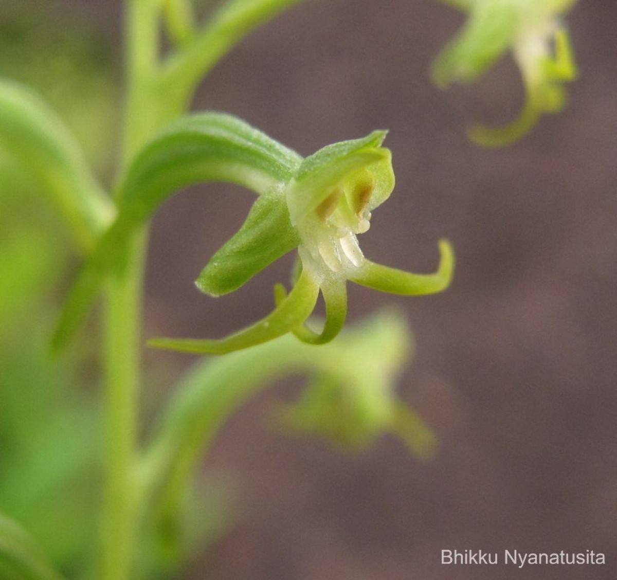 Habenaria viridiflora (Rottler ex Sw.) R.Br. ex Spreng.